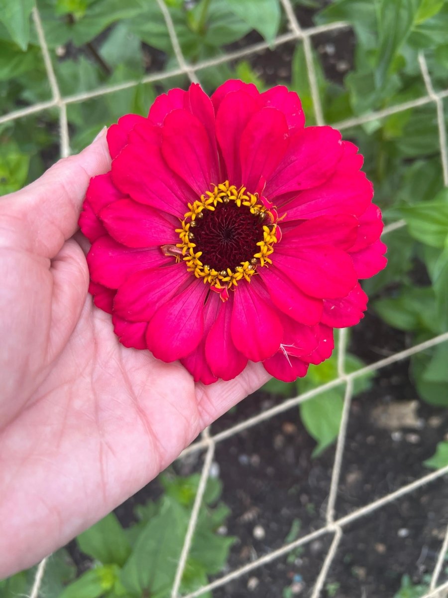 Zinnia Giants of California Seeds - Dandys Landscape Supplies