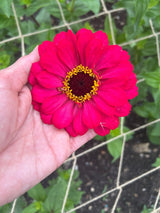 Zinnia Giants of California Seeds - Dandys Landscape Supplies