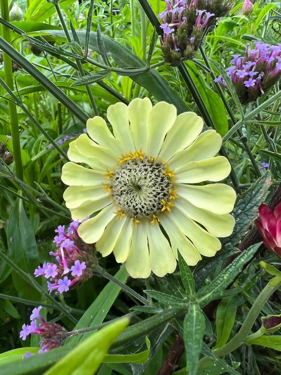 Zinnia Green Envy - Dandys Landscape Supplies