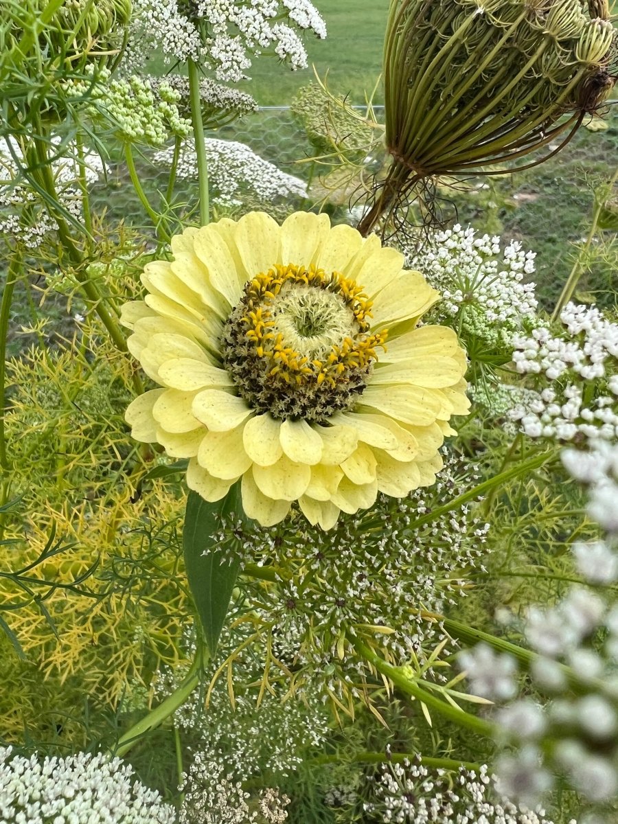 Zinnia Green Envy Seeds - Dandys Landscape Supplies
