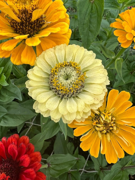 Zinnia Green Envy Seeds - Dandys Landscape Supplies