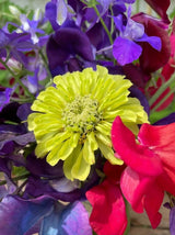 Zinnia Green Envy Seeds - Dandys Landscape Supplies