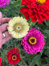 Zinnia Green Envy Seeds - Dandys Landscape Supplies