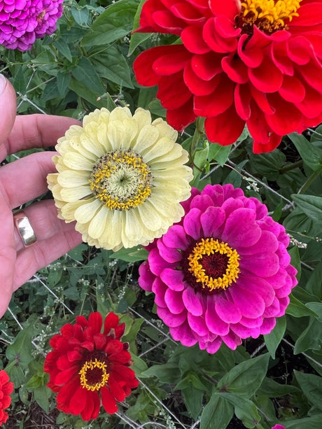 Zinnia Green Envy Seeds - Dandys Landscape Supplies