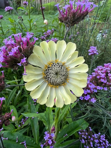 Zinnia Green Envy Seeds - Dandys Landscape Supplies