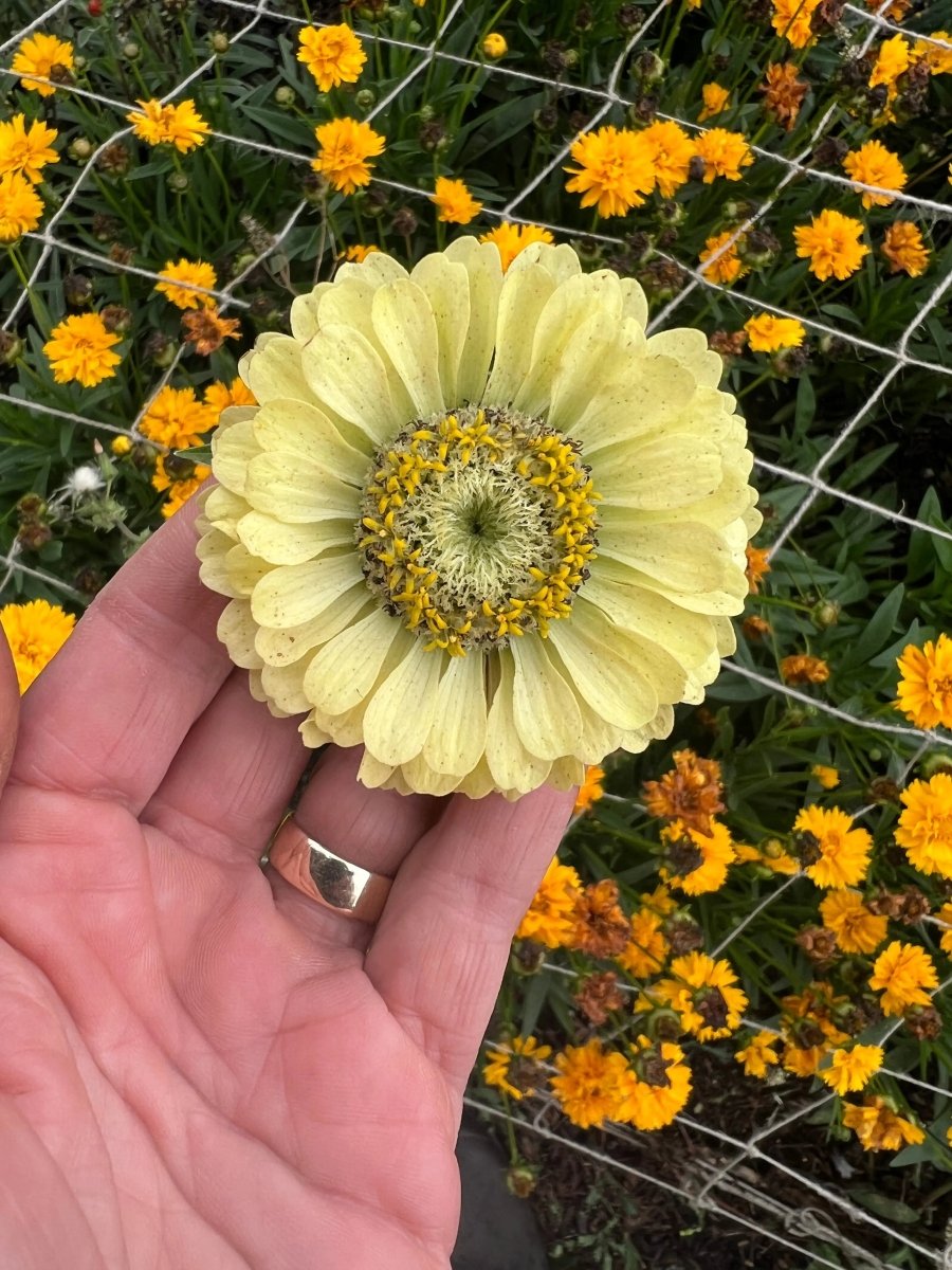 Zinnia Green Envy Seeds - Dandys Landscape Supplies
