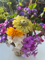 Zinnia Green Envy Seeds - Dandys Landscape Supplies