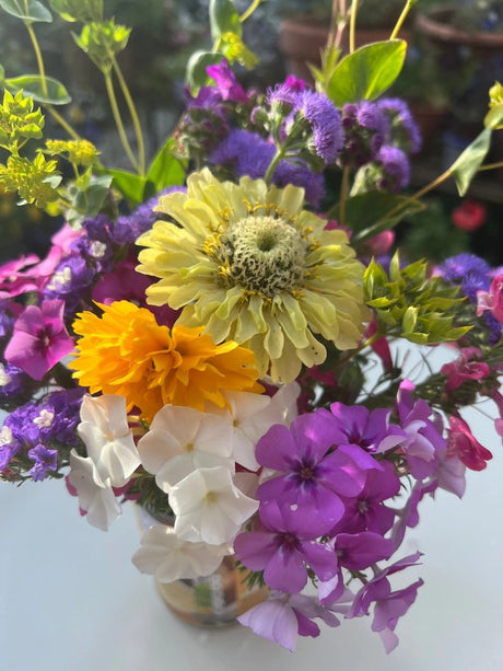 Zinnia Green Envy Seeds - Dandys Landscape Supplies