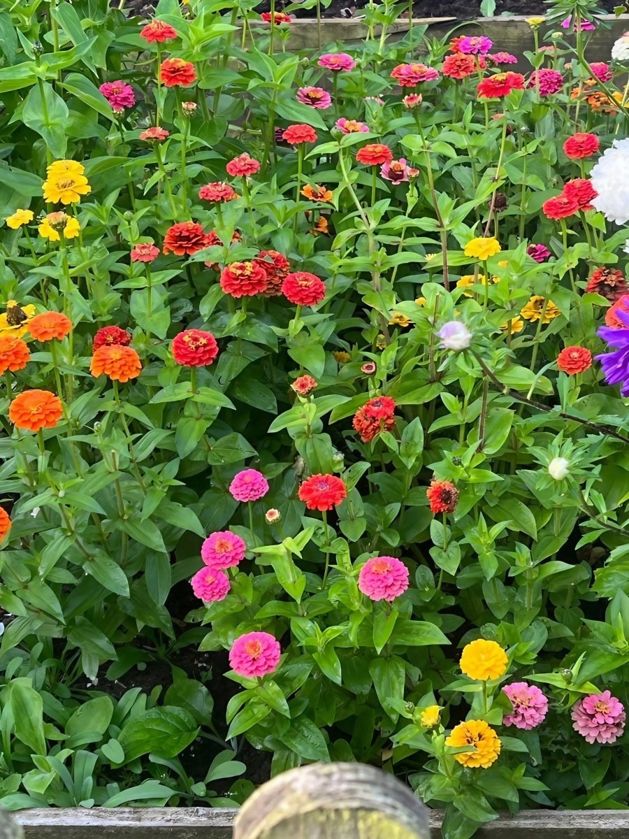 Zinnia Lilliput Mix - Dandys Landscape Supplies