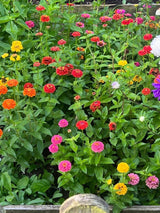 Zinnia Lilliput Mix - Dandys Landscape Supplies
