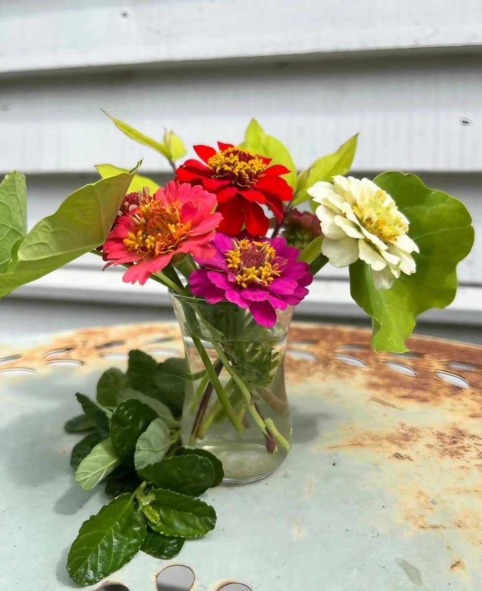 Zinnia Lilliput Mix - Dandys Landscape Supplies