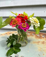 Zinnia Lilliput Mix - Dandys Landscape Supplies