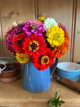 Zinnia Lilliput Mix - Dandys Landscape Supplies