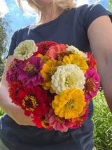 Zinnia Lilliput Mix - Dandys Landscape Supplies