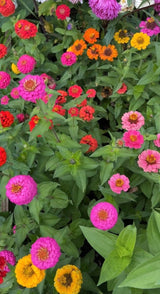 Zinnia Lilliput Mix - Dandys Landscape Supplies