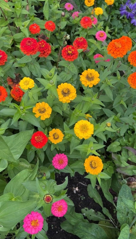 Zinnia Lilliput Mix - Dandys Landscape Supplies