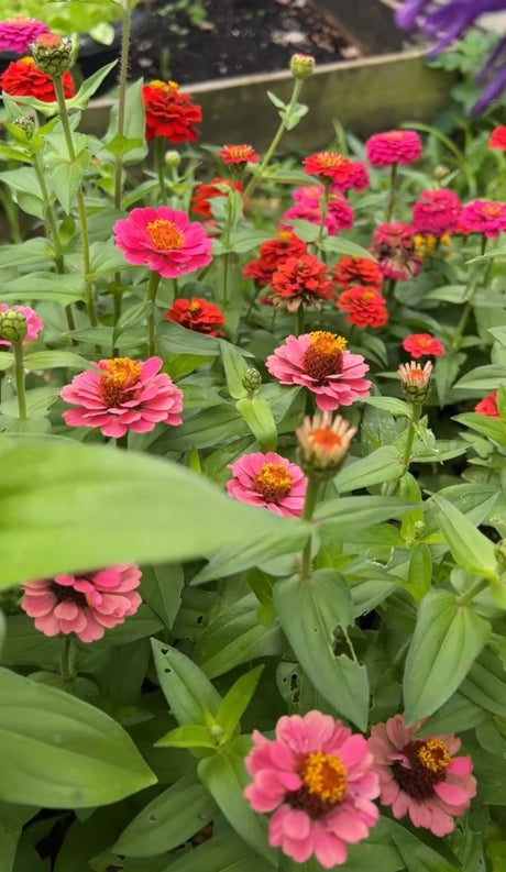 Zinnia Lilliput Mix - Dandys Landscape Supplies