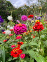 Zinnia Lilliput Mix - Dandys Landscape Supplies