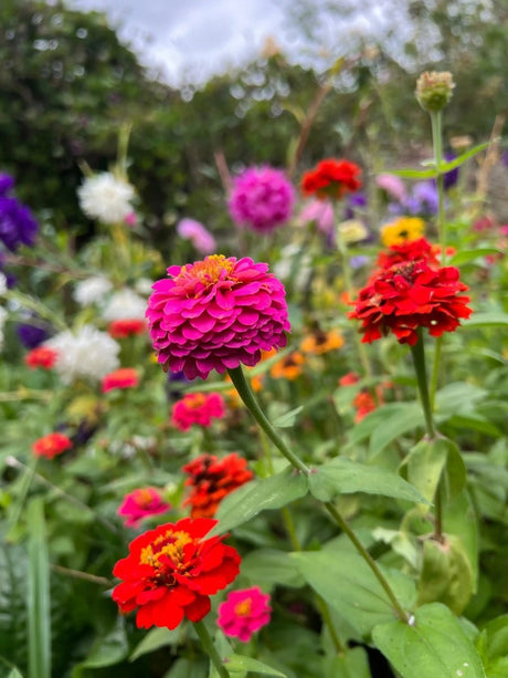 Zinnia Lilliput Mix - Dandys Landscape Supplies