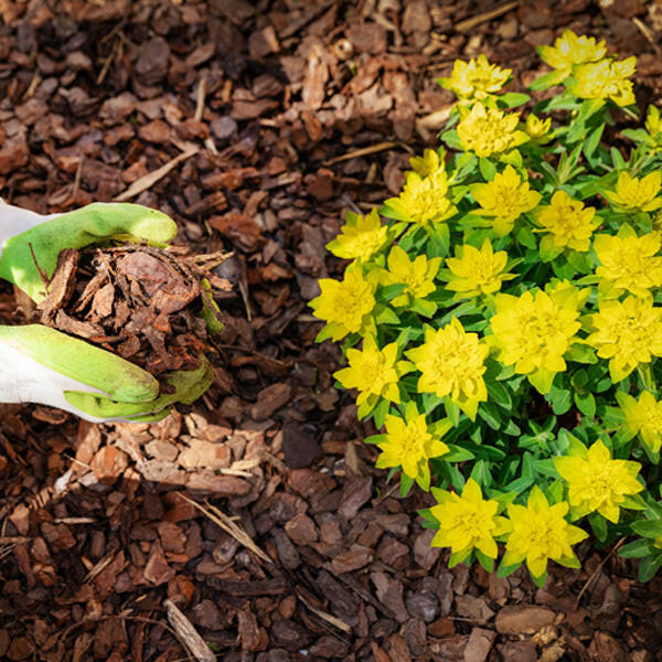 Premium Border Landscaping Bark Sample