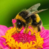 Dandys topsoil - 'Bee Dandy' - Bee Friendly Wild Flower Seed Mix 50g 