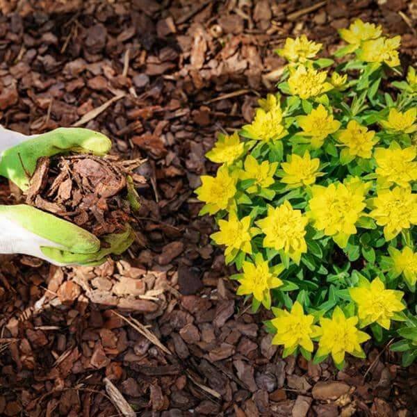 Dandy's PlaySafe Play Area Bark Sample - Dandy's Topsoil & Landscape Supplies