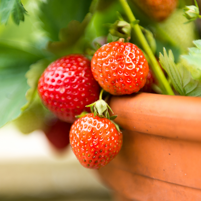 Dandy’s Powerful Peat Free FruitGrow Topsoil and Compost Blend