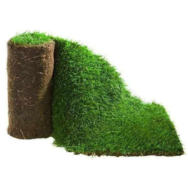Garden Lawn Turf.