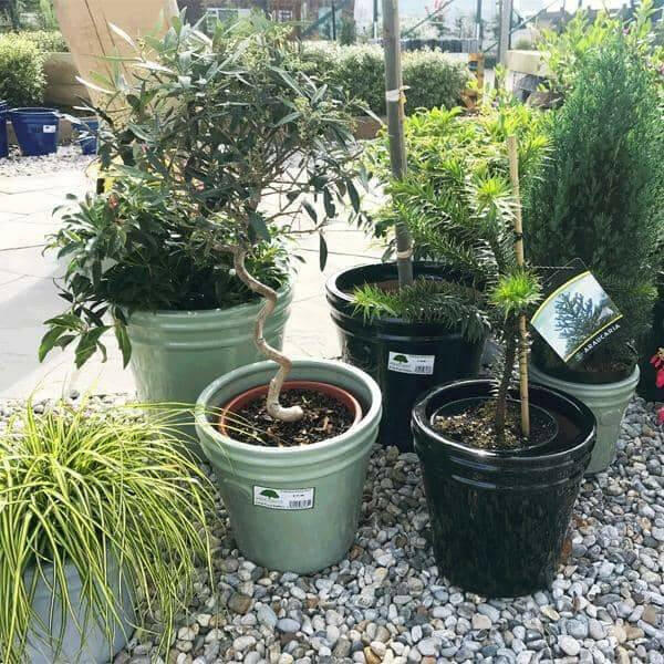 Glazed Pots | Dandys 