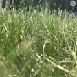 Heathland, Acidic and Peat Soils Grass Seed | Dandys 
