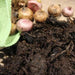 Horse and Chicken Manure / Mushroom Compost | Dandys 