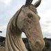 Horse Head Wood Carving Sculpture | Dandys 