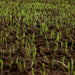 Lawn in a Bag - Soil and Seed mix.