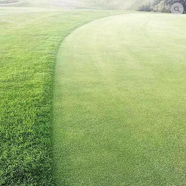 garden club grass seed Perennial Greens Grass Seed mix - for Golf Greens