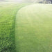 Perennial Greens Grass Seed mix - for Golf Greens | Dandys 