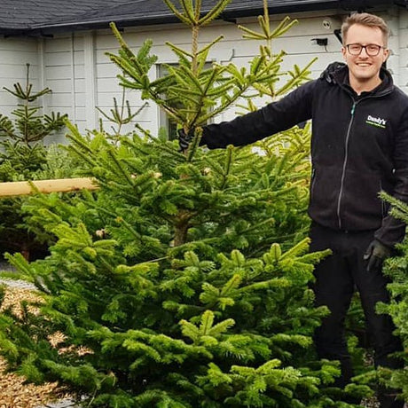 Dandys Real Christmas Tree