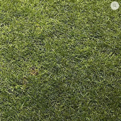 Ultimate Tee/Divot Grass Seed mix - for Golf Courses 20kg - Dandy's Topsoil & Landscape Supplies